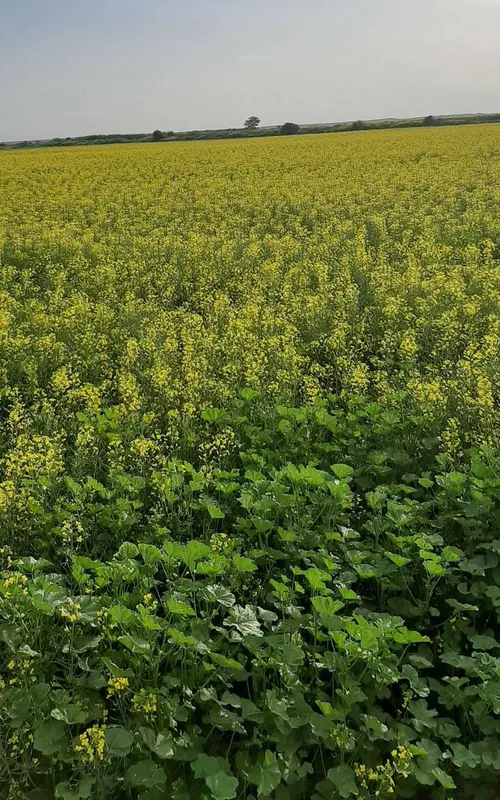 یهویی 😄 روستای بهادل ،شوش ، خوزستان