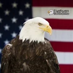 در امریکا مردم اگر به جنازه عقاب سر سفید "نماد آمریکا" دس