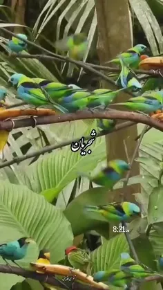 🦋صبح در حوالـــے  آغوشـت 