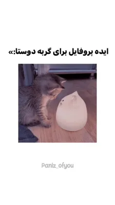 عر پیشی
من گربه میخوام🥲