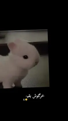 خرگوش‌من