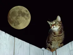 گربه و ماه ...