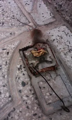 موش مرده