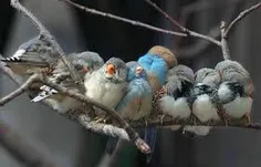 lovely bird s