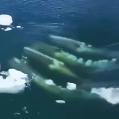 . ( طبیعت / چند نمونه استراتژی نهنگ قاتل برای شکار ) .