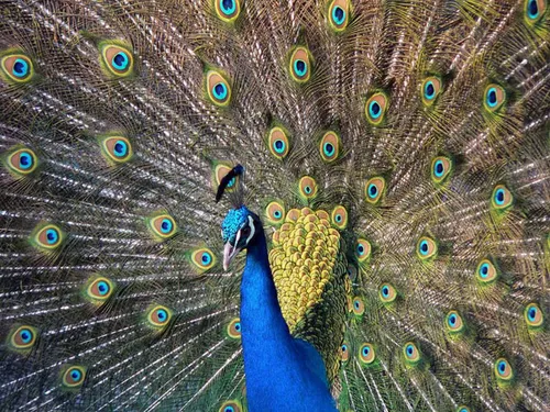 قدرت آفرینش در رنگ آمیزی پرندگان