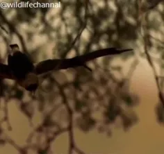 حرکت زیبا با یک پرش بلند کارکال ( سیاه گوش ) در شکار یک پ