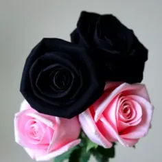 بلک پینک 