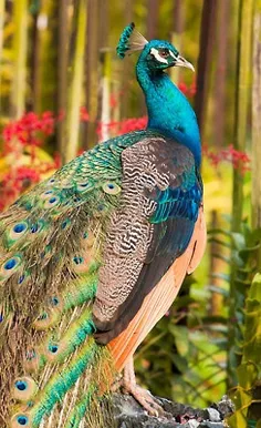 طاووس خوش رنگ