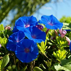 اینم گل های  آبی  برای شما دوست عزیز
