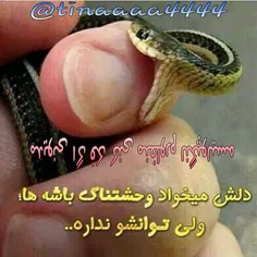 مدیونی اگه فکر کنی منظورم لنگپولیسه