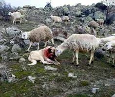 سگ گله از گوسفندان دفاع کرده و زخمی شده...