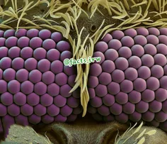 تصویری فوق‌العاده زیبا از چشم های #پشه زیر میکروسکوپ »!