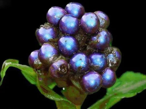 پولیا کاندنساتا (Pollia condensata) دارای شدیدترین رنگ در