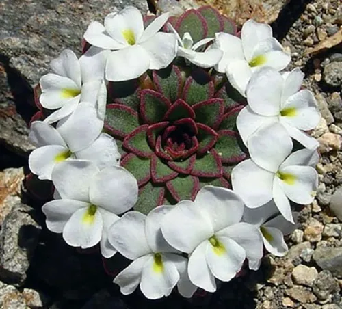 تصاویر زیبای هندسه در دنیای گیاهان!