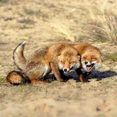 روباه های حیوانات خوش خنده ای هستند