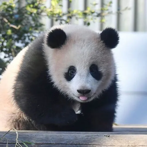 🐼 💋 ❤