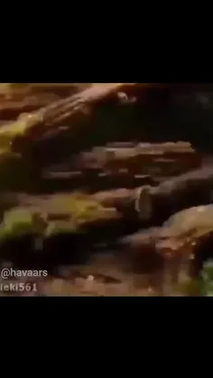 ❌عقرب‌ها تنها موجوداتی نیستند که تحت تأثیر تشعشعات قرار ن