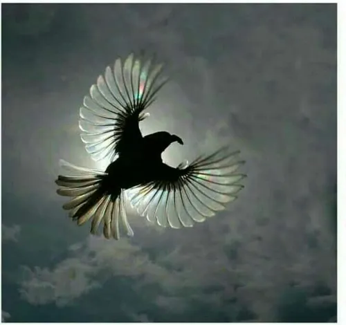 ... پرندگان پرنده خلقت عکس عکاسی هنری عکاسی آسمان زیبایی 