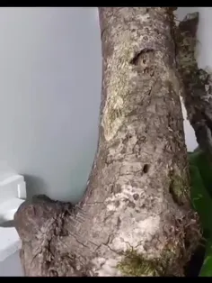 مارمولک‌ دم برگ یا مارمولک دم تخت Leaf tailed gecko بومی 