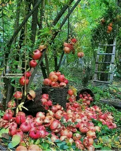 نمایی از بهشت😍 