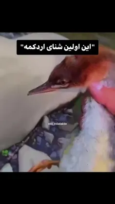 خخخخخ