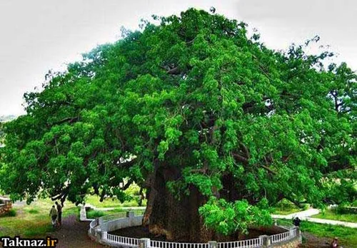قطور ترین درخت کوتاه جهان