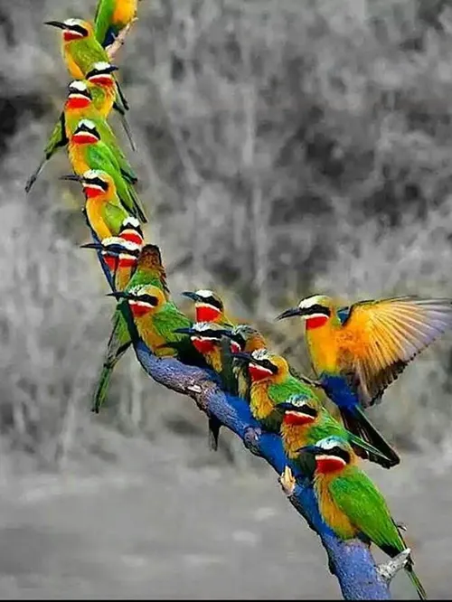 حیوانات پرنده زیبا تصویر پس زمینه ،