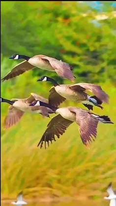 زیبایی ببینیم💚🥰