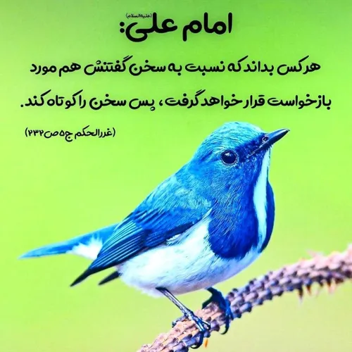  madine_nabi 54818037 - عکس ویسگون