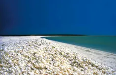 ساحل صدفی استرالیا