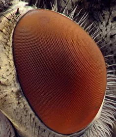صاویر میکروسکوپی: چشم مگس
