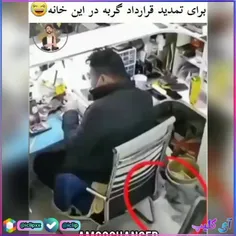 گربه بی پدر و مادر  به این میگن😂😂😂