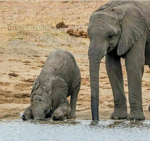 بچه فیل ها اینگونه آب مینوشند چون طرز استفاده از خرطوم خو