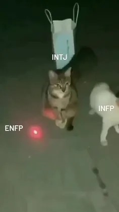 infp enfp intj 