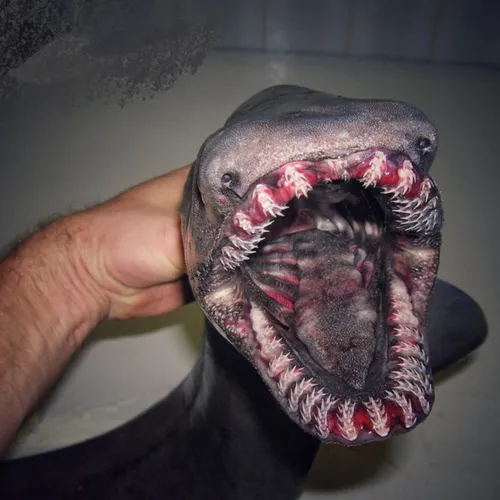 کشف هیولای وحشتناک دریایی با ۳۰۰ دندان!