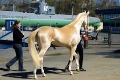 زیباترین اسب جهان... واقعا زیباست