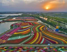 تصویر هوایی جالب از 30میلیون گل لاله در جشنواره گل های لا