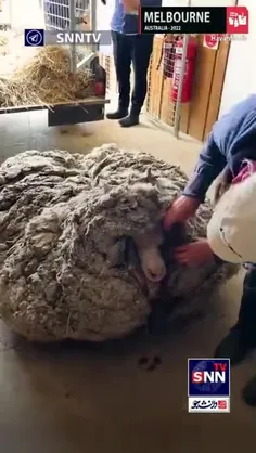 گوسفندی که بعد از گم شدن ۵ سال به تنهایی در جنگلی در استر