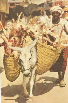 فردی در حال حمل گوسفند قربانی در مراسم