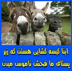 باالاغ که بحثی نداریم بلکه سوارشون میشیم😂😂😂😂شناسنامه کیسه