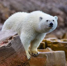 خرس قطبی بزرگترین جانور گوشتخوار خشکی و بزرگترین عضو خانو