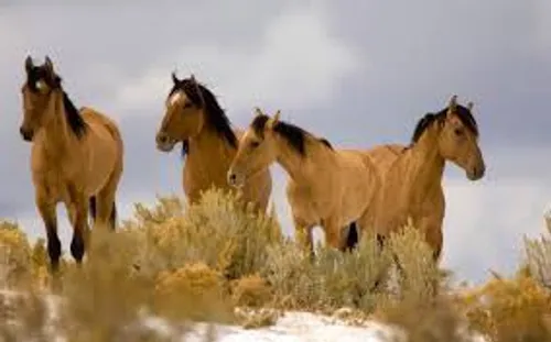 نشاط و شادی