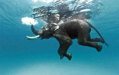 فیل ها شناگران بسیار ماهری هستند. فیل های آفریقایی می توا