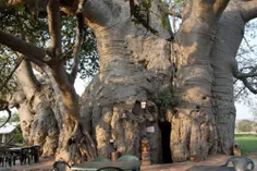 درختان بائوباب بشدت مورد توجه مردم آفریقا هستند، زیرا میت