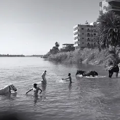 Men refresh their horses in the Nile during a hot day in 