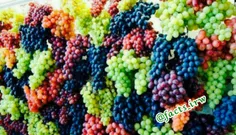 بیش از صد نوع#انگور در شهر#هرات وجود دارد. این واقعا رویا
