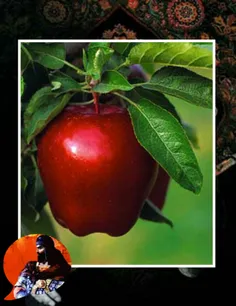 مادامی که یک سیب، با چوب باریکش به درخت متصل است،