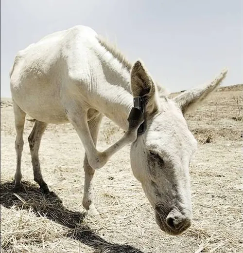 به اینم خر میگن اخه دیگه خر نیستا.....