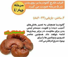 مراحل تاثیر گذاری گانودرما بر بدن: